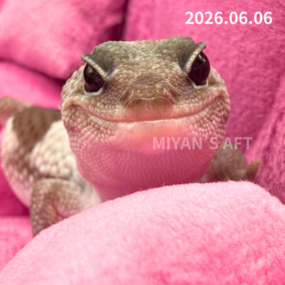 MA-0058　オレオズールー hetアメル　♀