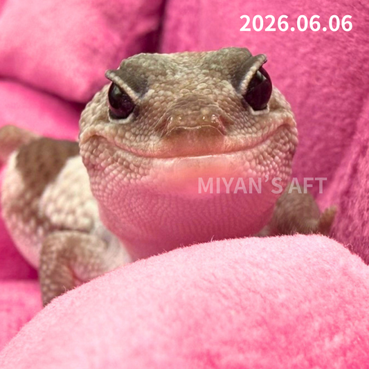 MA-0058　オレオズールー hetアメル　♀