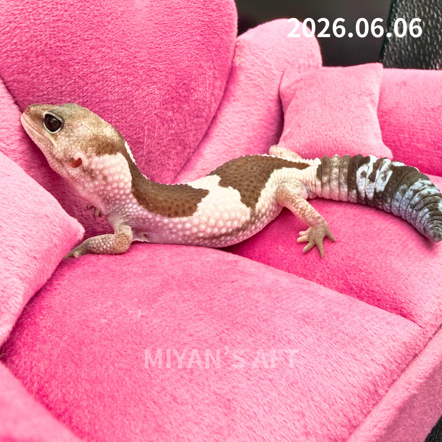 MA-0058　オレオズールー hetアメル　♀