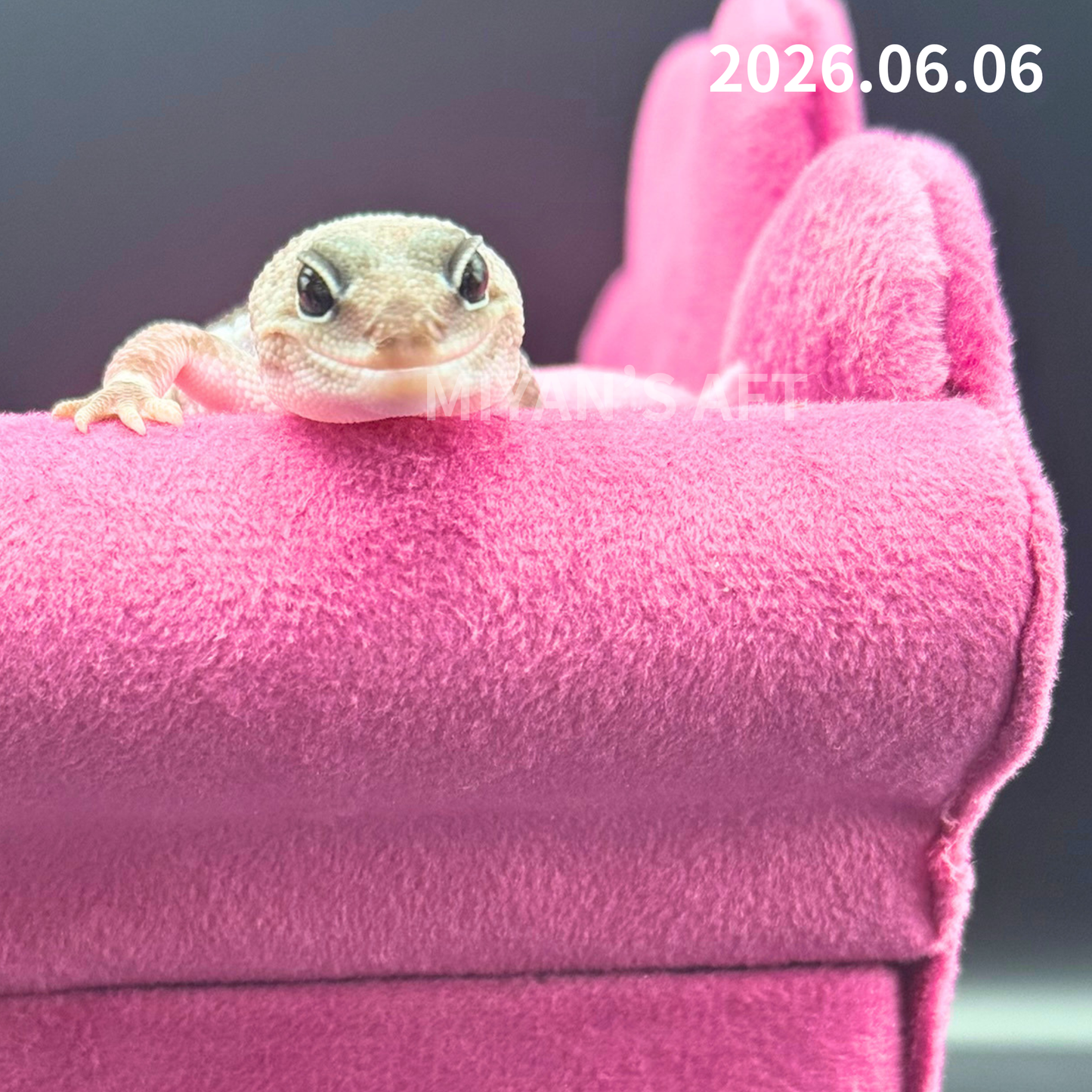 MA-0058　オレオズールー hetアメル　♀