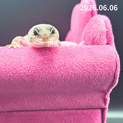 MA-0058　オレオズールー hetアメル　♀