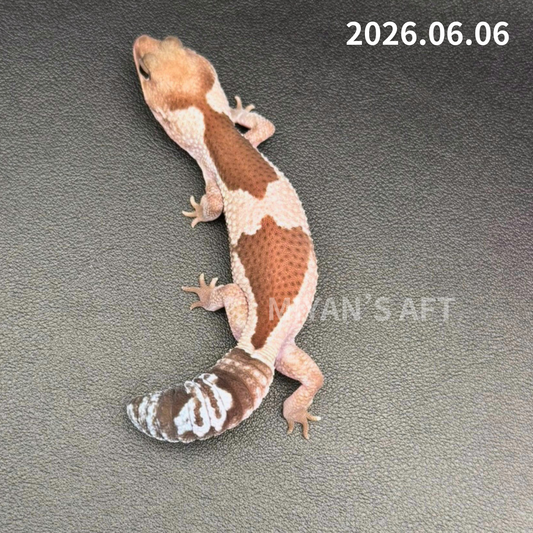 MA-0058　オレオズールー hetアメル　♀