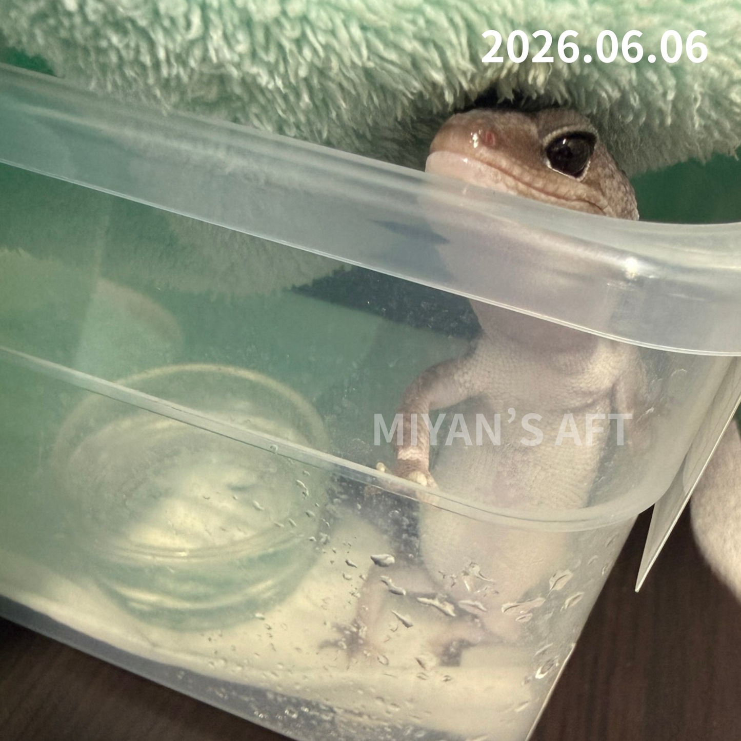 MA-0058　オレオズールー hetアメル　♀