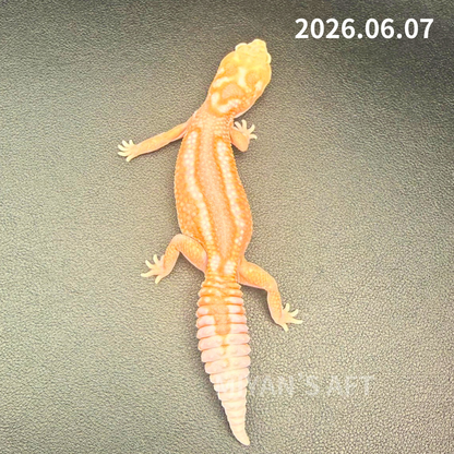 MA-0063　ホワイトアウトアメルズールー hetキャラメルオレオ　♀