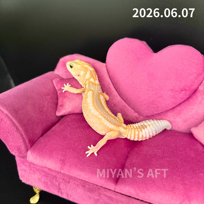 MA-0063　ホワイトアウトアメルズールー hetキャラメルオレオ　♀
