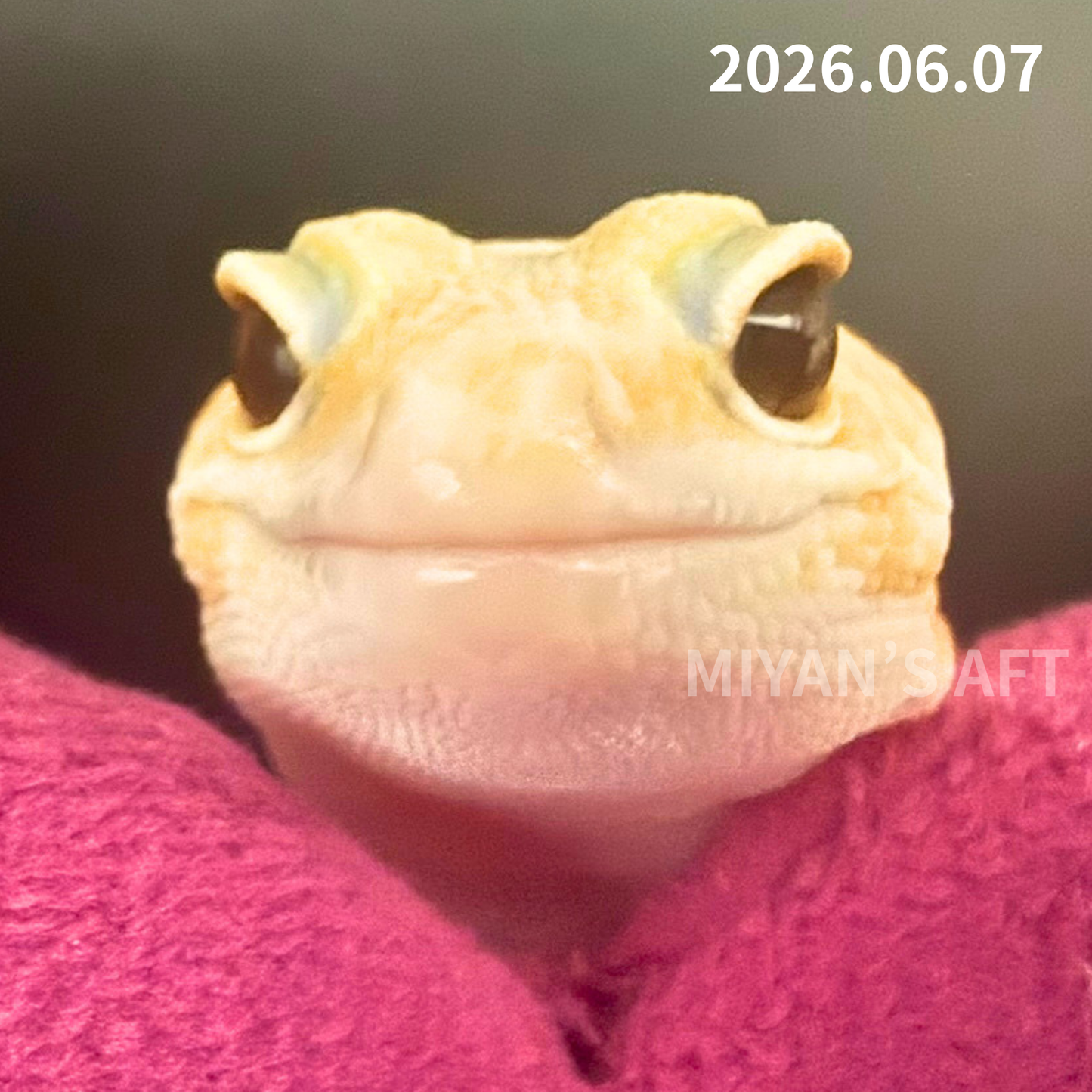 MA-0063　ホワイトアウトアメルズールー hetキャラメルオレオ　♀