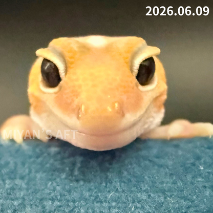 MA-0073　アメル het パターンレス 66%hetキャラメル　♂