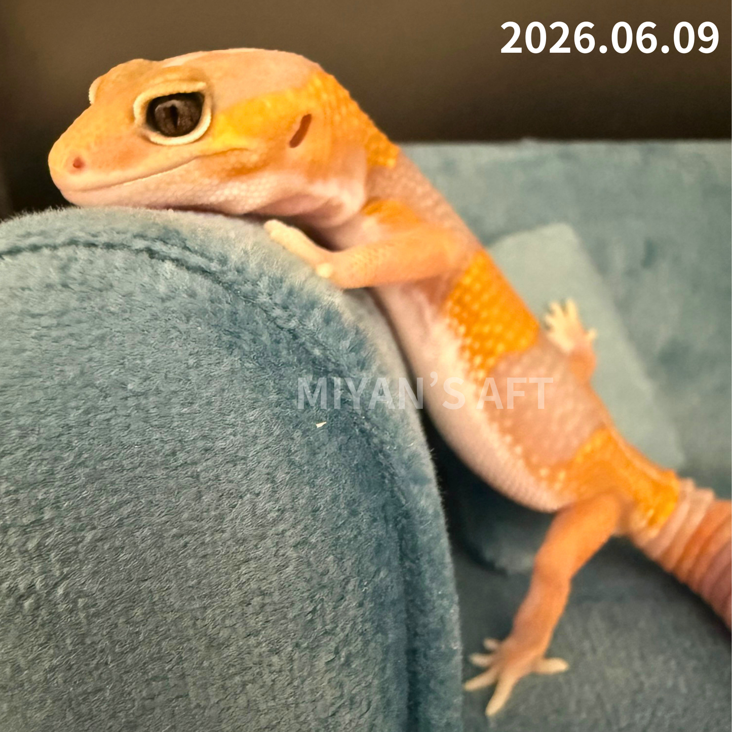 MA-0073　アメル het パターンレス 66%hetキャラメル　♂
