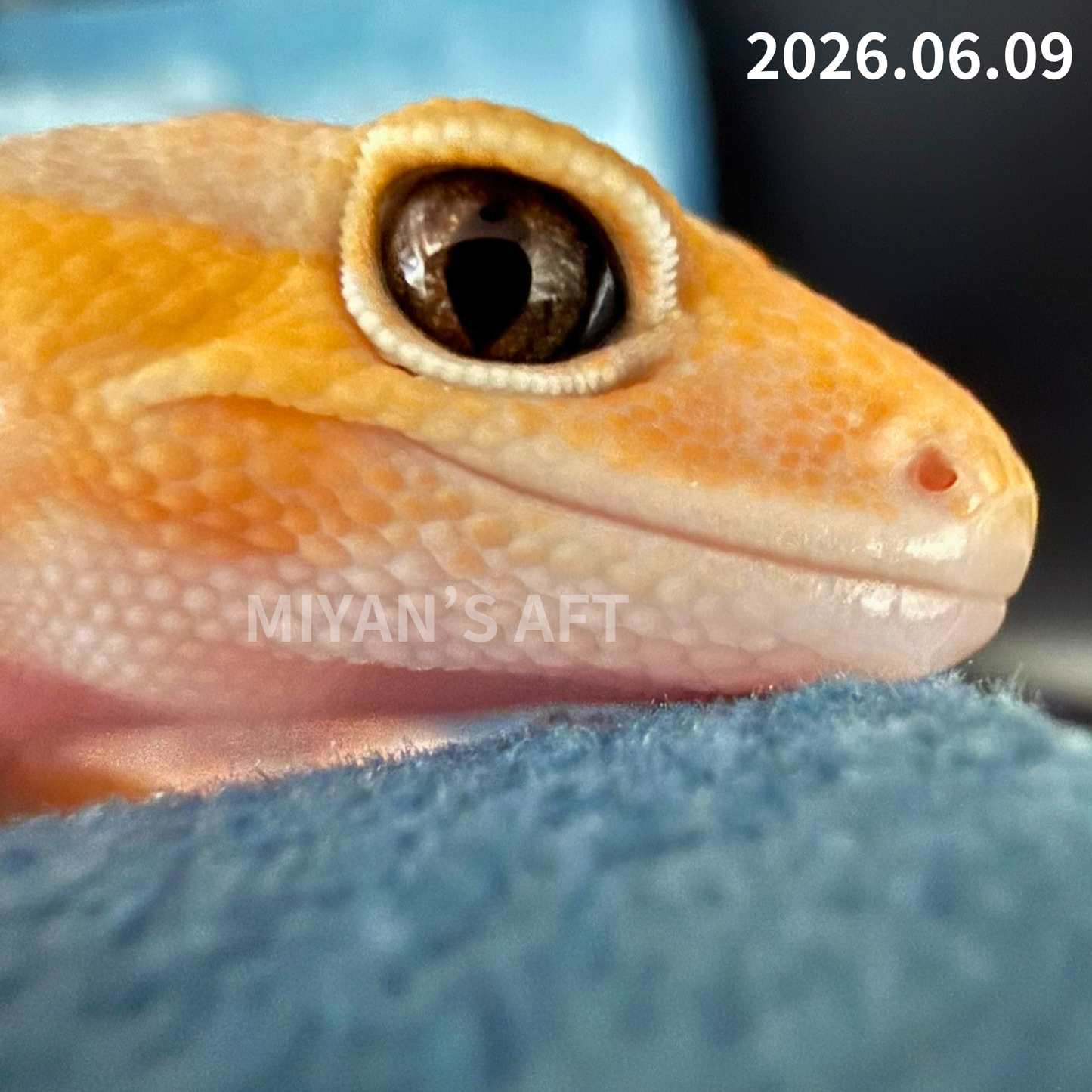 MA-0073　アメル het パターンレス 66%hetキャラメル　♂