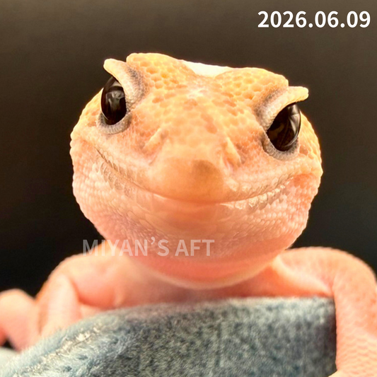 MA-0074　ホワイトアウトパターンレス hetアメル 66%オレオキャラメル　♂