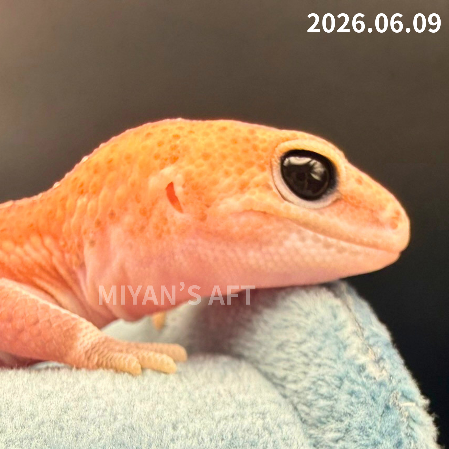MA-0074　ホワイトアウトパターンレス hetアメル 66%オレオキャラメル　♂