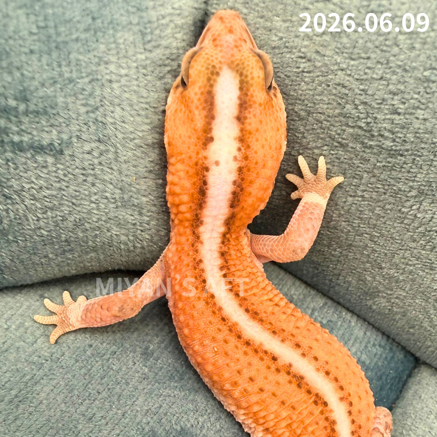 MA-0074　ホワイトアウトパターンレス hetアメル 66%オレオキャラメル　♂