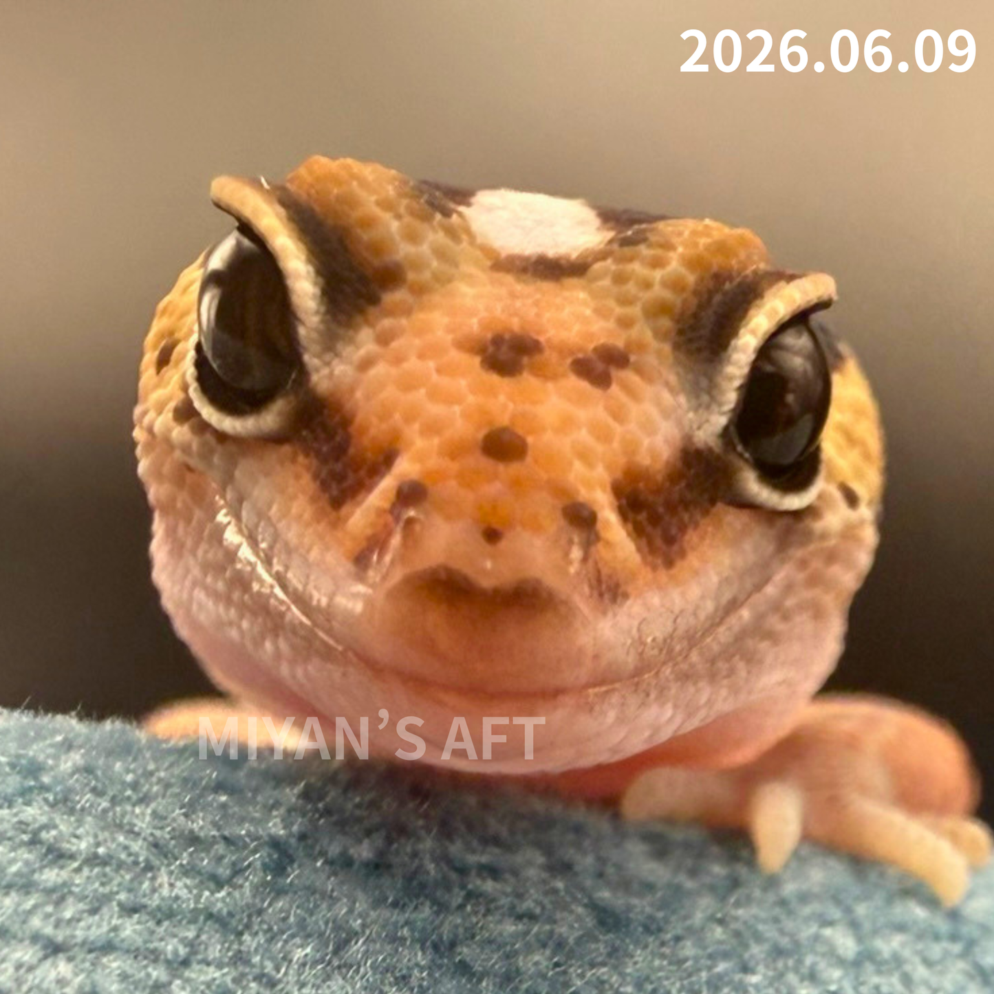 MA-0076　ノーマル hetアメル パターンレス　♀