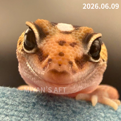 MA-0076　ノーマル hetアメル パターンレス　♀