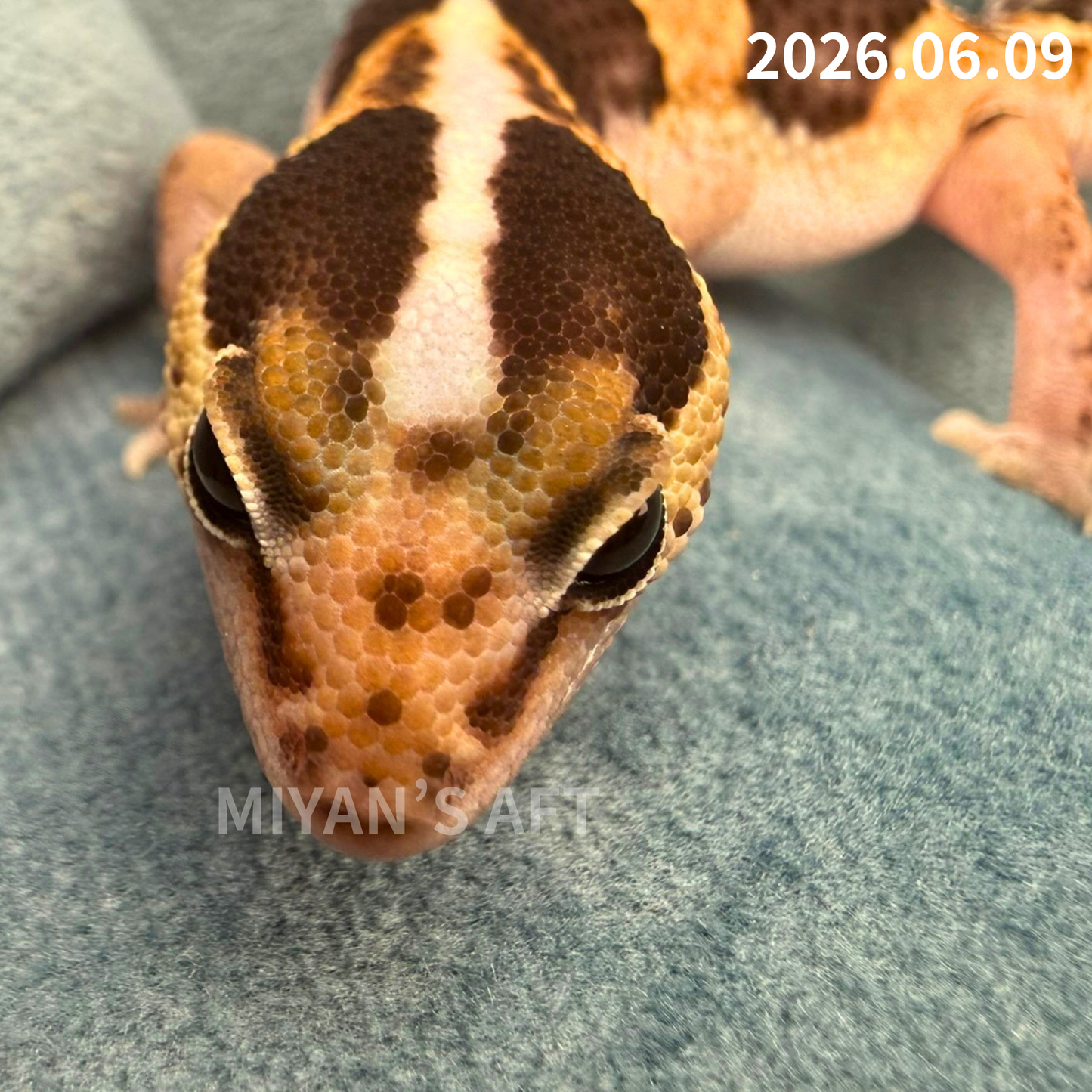 MA-0076　ノーマル hetアメル パターンレス　♀