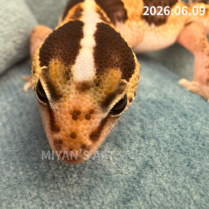 MA-0076　ノーマル hetアメル パターンレス　♀