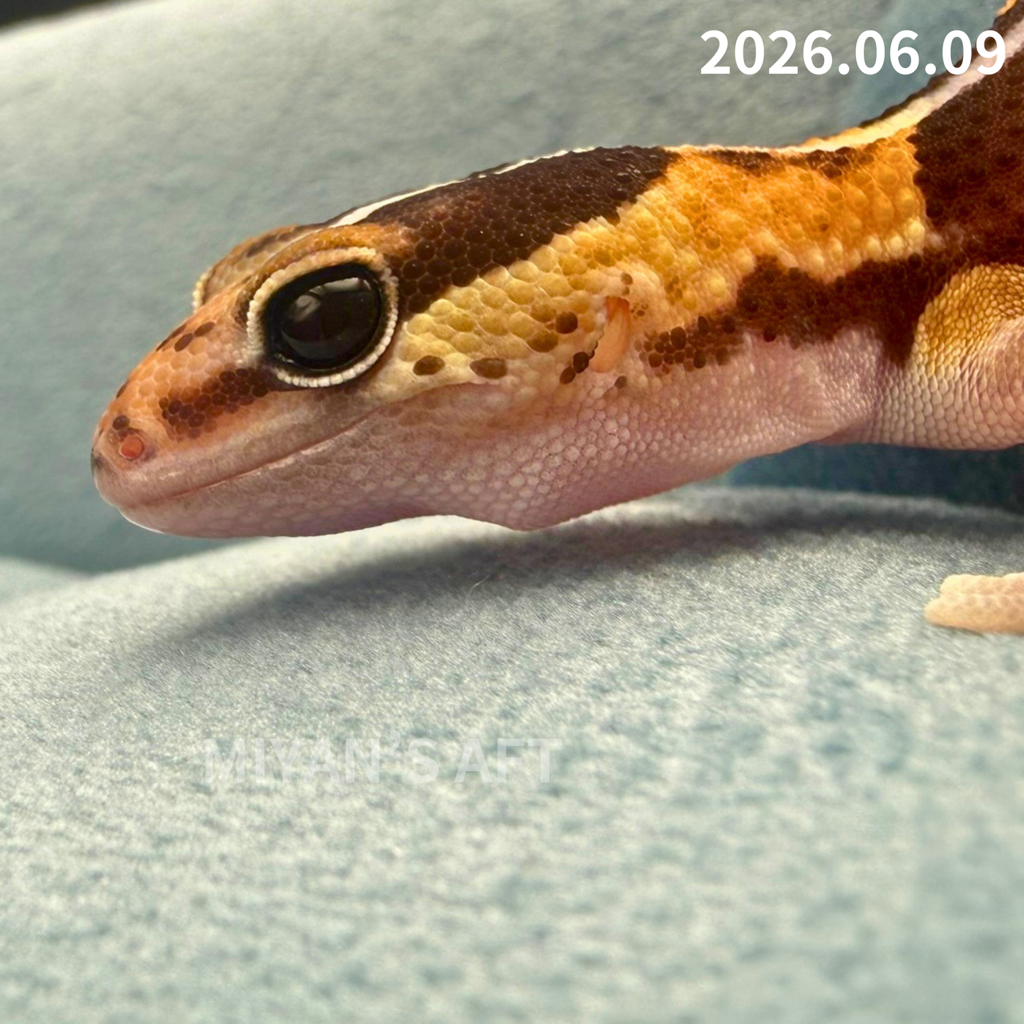 MA-0076　ノーマル hetアメル パターンレス　♀