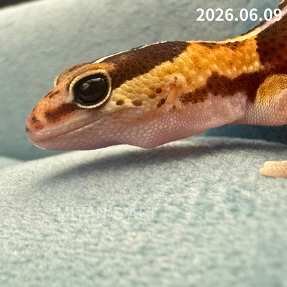 MA-0076　ノーマル hetアメル パターンレス　♀