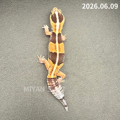 MA-0076　ノーマル hetアメル パターンレス　♀