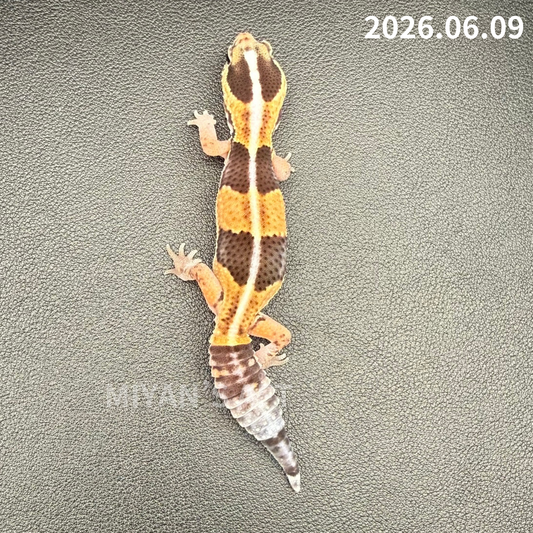 MA-0076　ノーマル hetアメル パターンレス　♀