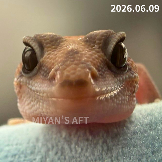 MA-0077　パターンレス hetアメル　♂