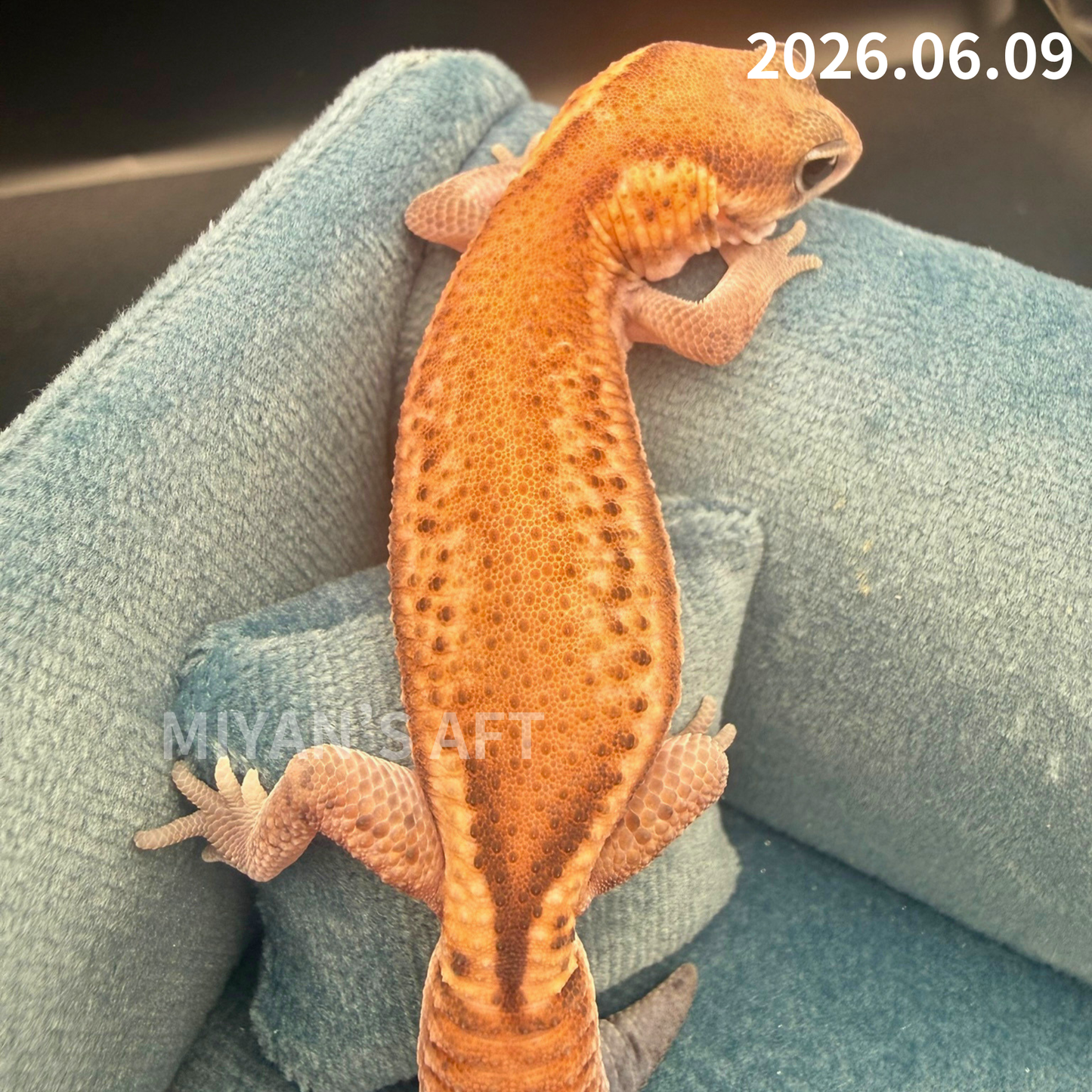 MA-0077　パターンレス hetアメル　♂