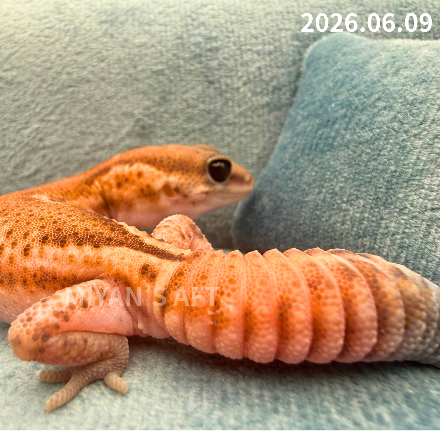 MA-0077　パターンレス hetアメル　♂