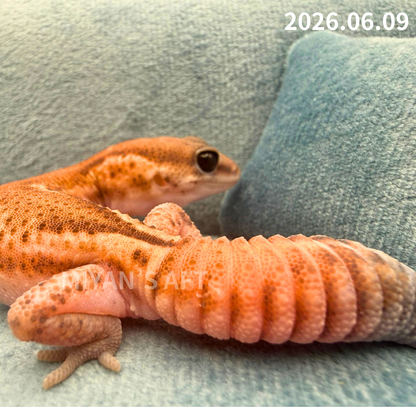MA-0077　パターンレス hetアメル　♂