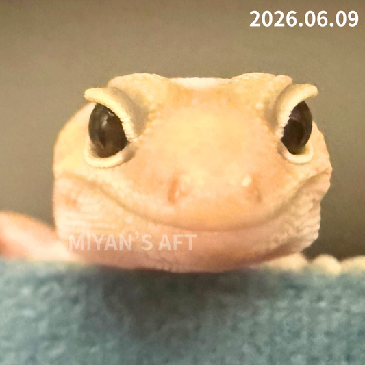 MA-0078　アメル hetパターンレス 66%キャラメル　♀