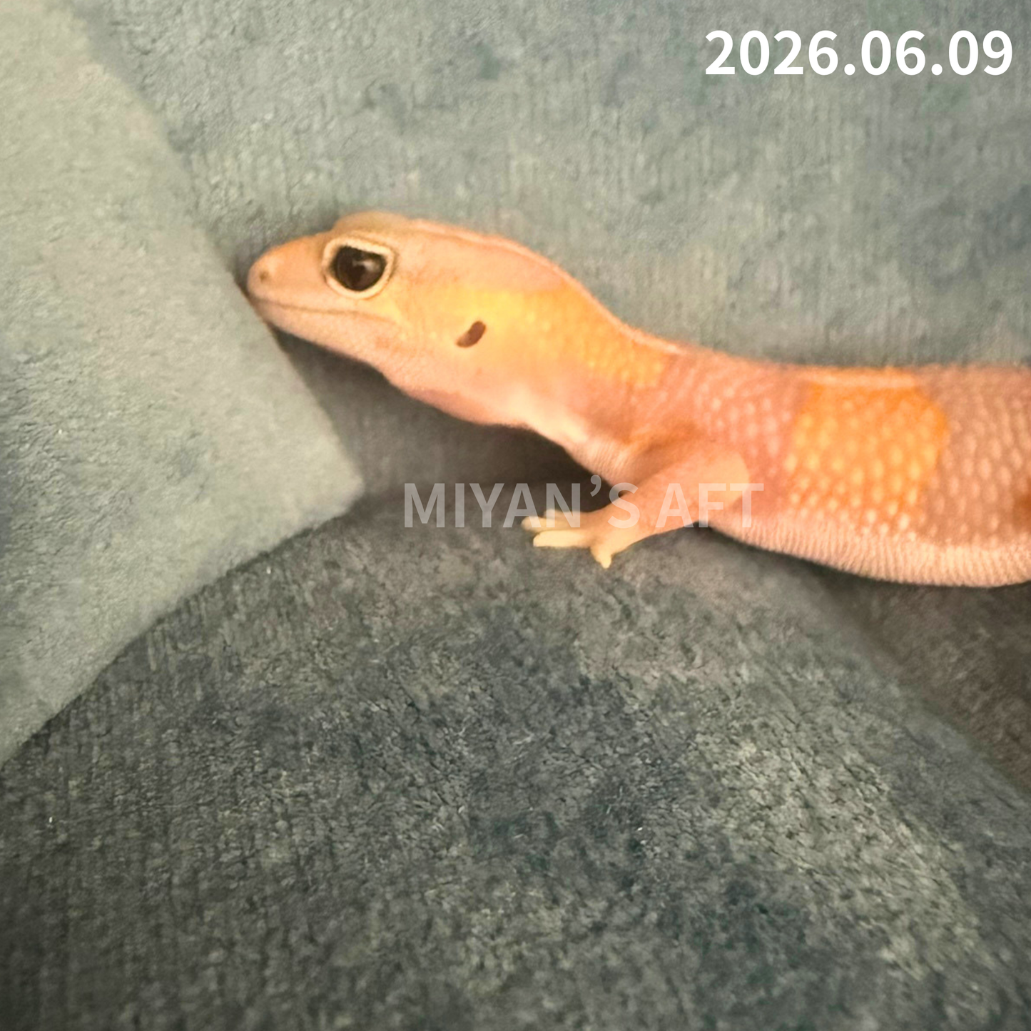 MA-0078　アメル hetパターンレス 66%キャラメル　♀