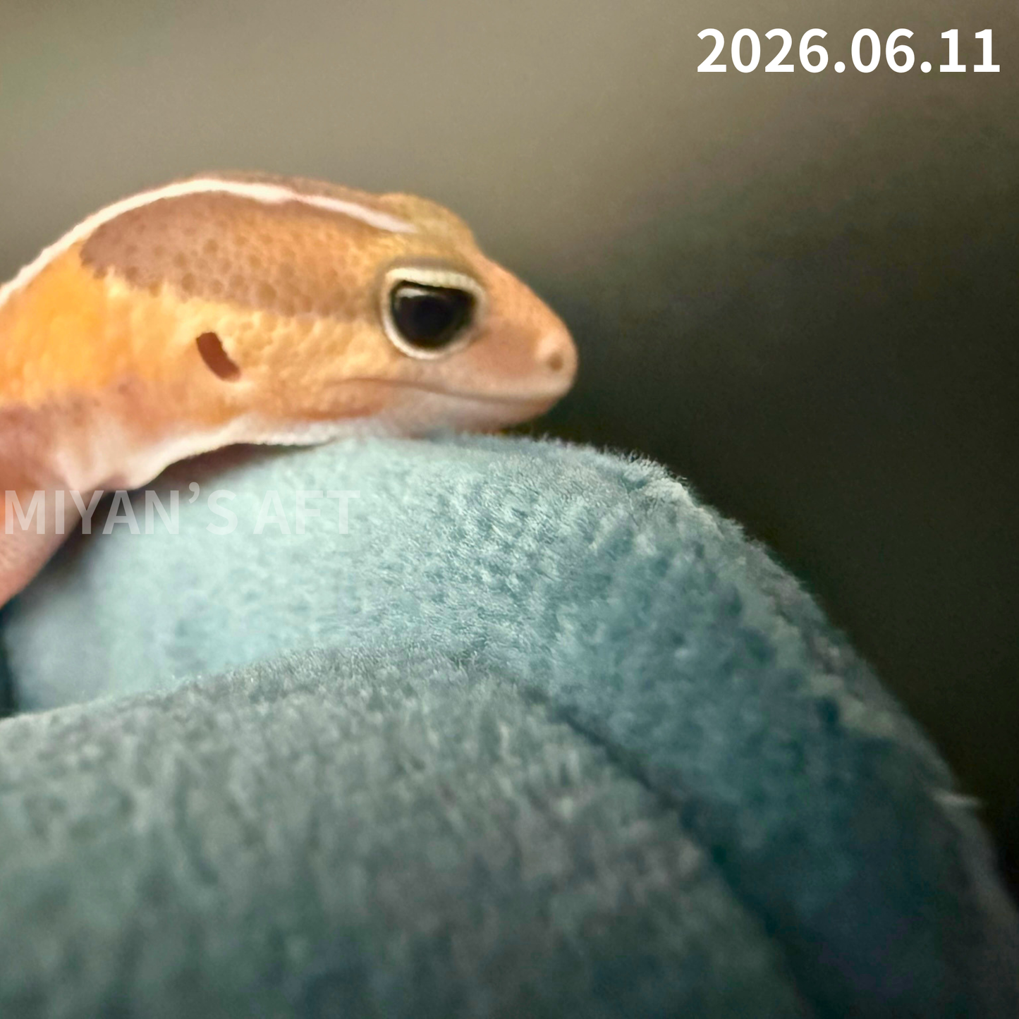 MA-0081　キャラメル hetアメルズールー 66%オレオパターンレス　♂