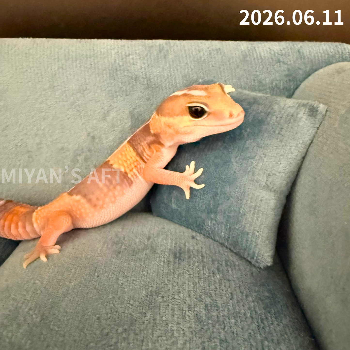 MA-0081　キャラメル hetアメルズールー 66%オレオパターンレス　♂