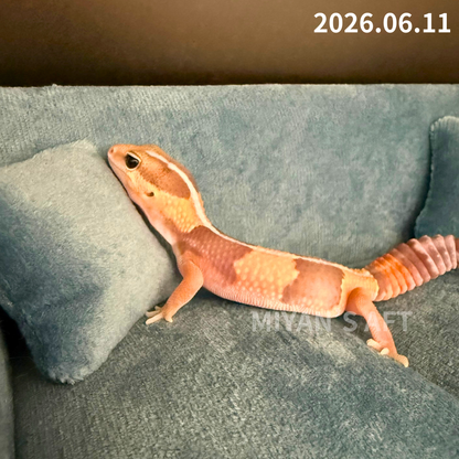 MA-0081　キャラメル hetアメルズールー 66%オレオパターンレス　♂