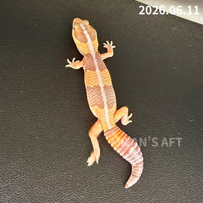 MA-0081　キャラメル hetアメルズールー 66%オレオパターンレス　♂