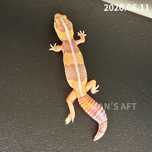 MA-0081　キャラメル hetアメルズールー 66%オレオパターンレス　♂