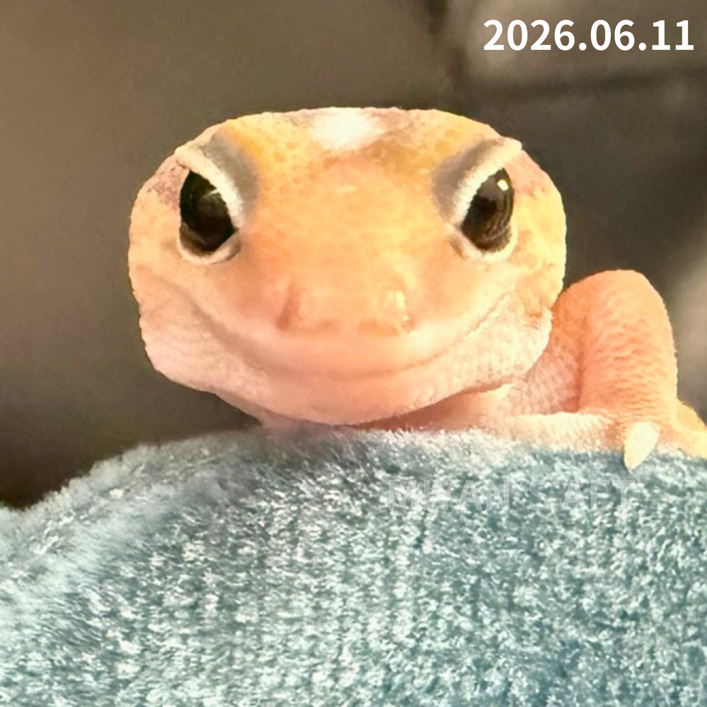 MA-0081　キャラメル hetアメルズールー 66%オレオパターンレス　♂