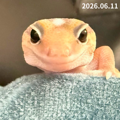 MA-0081　キャラメル hetアメルズールー 66%オレオパターンレス　♂