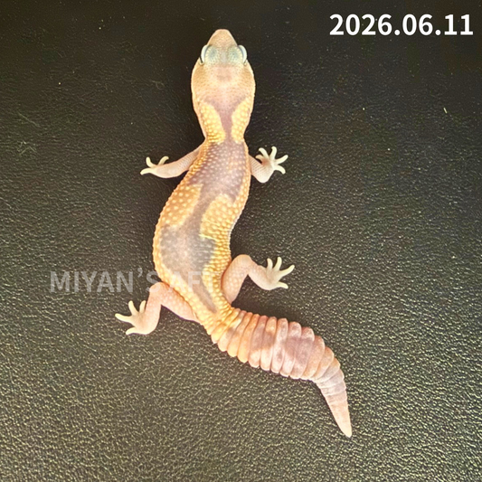 MA-0083　ゴーストズールー het66%アメル　♂