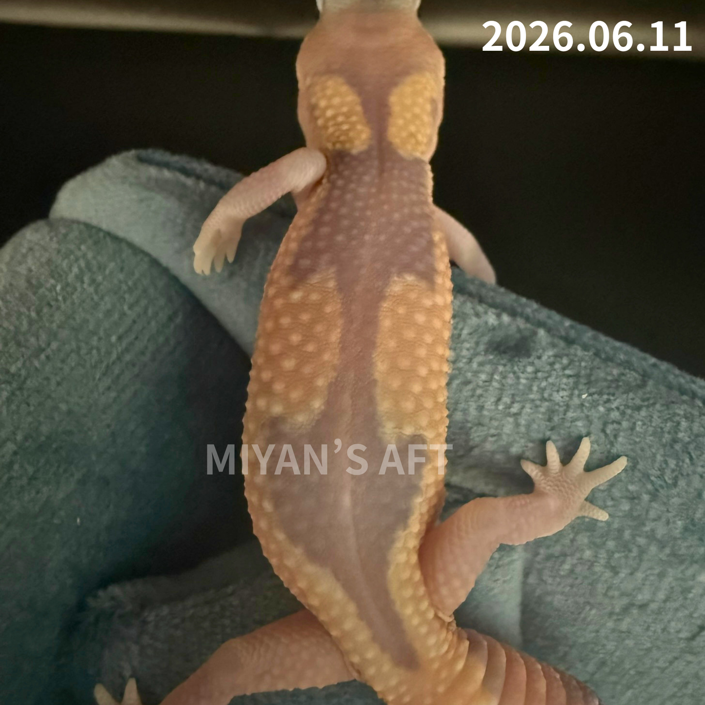 MA-0083　ゴーストズールー het66%アメル　♂