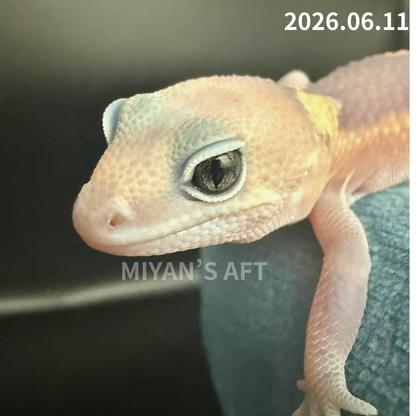MA-0083　ゴーストズールー het66%アメル　♂