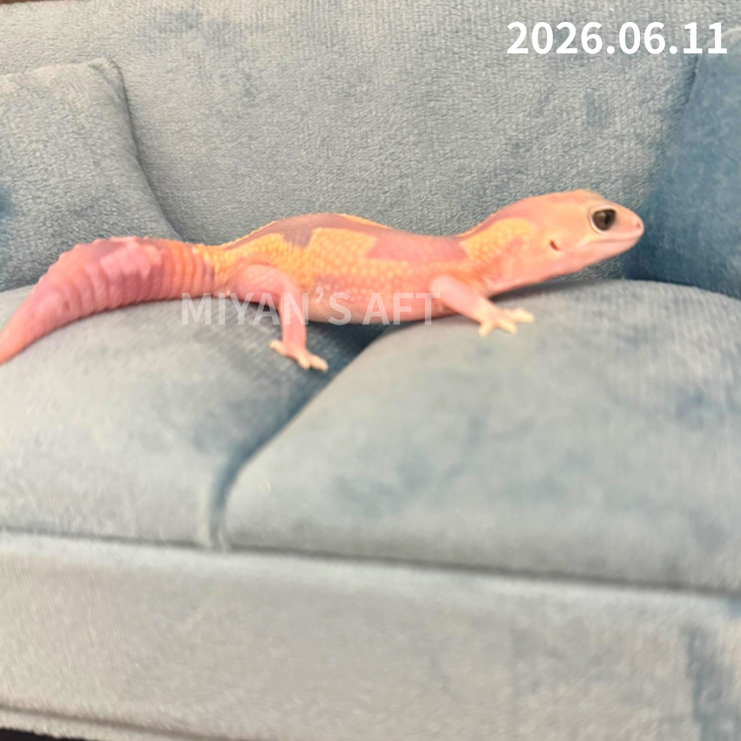 MA-0083　ゴーストズールー het66%アメル　♂