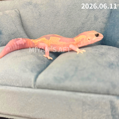 MA-0083　ゴーストズールー het66%アメル　♂