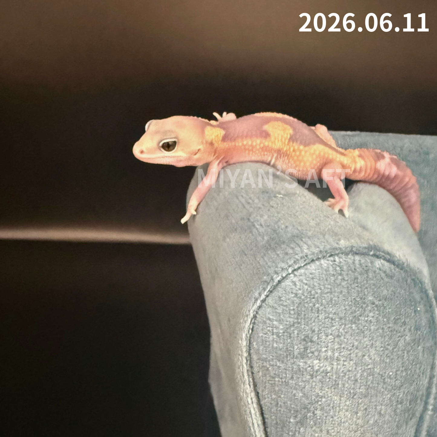 MA-0083　ゴーストズールー het66%アメル　♂