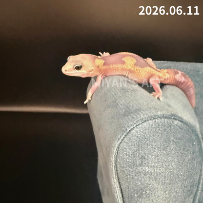 MA-0083　ゴーストズールー het66%アメル　♂