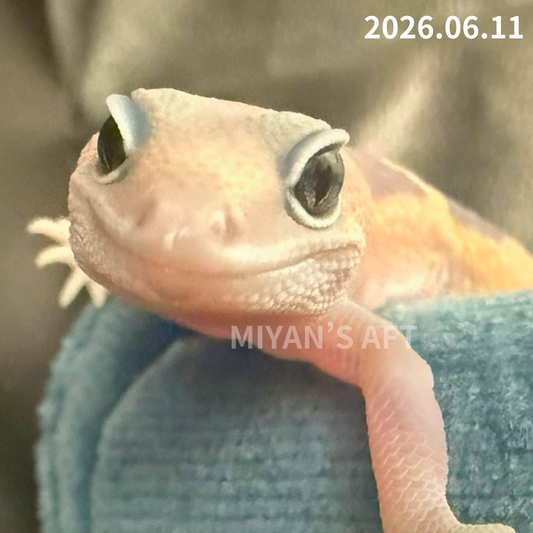 MA-0083　ゴーストズールー het66%アメル　♂