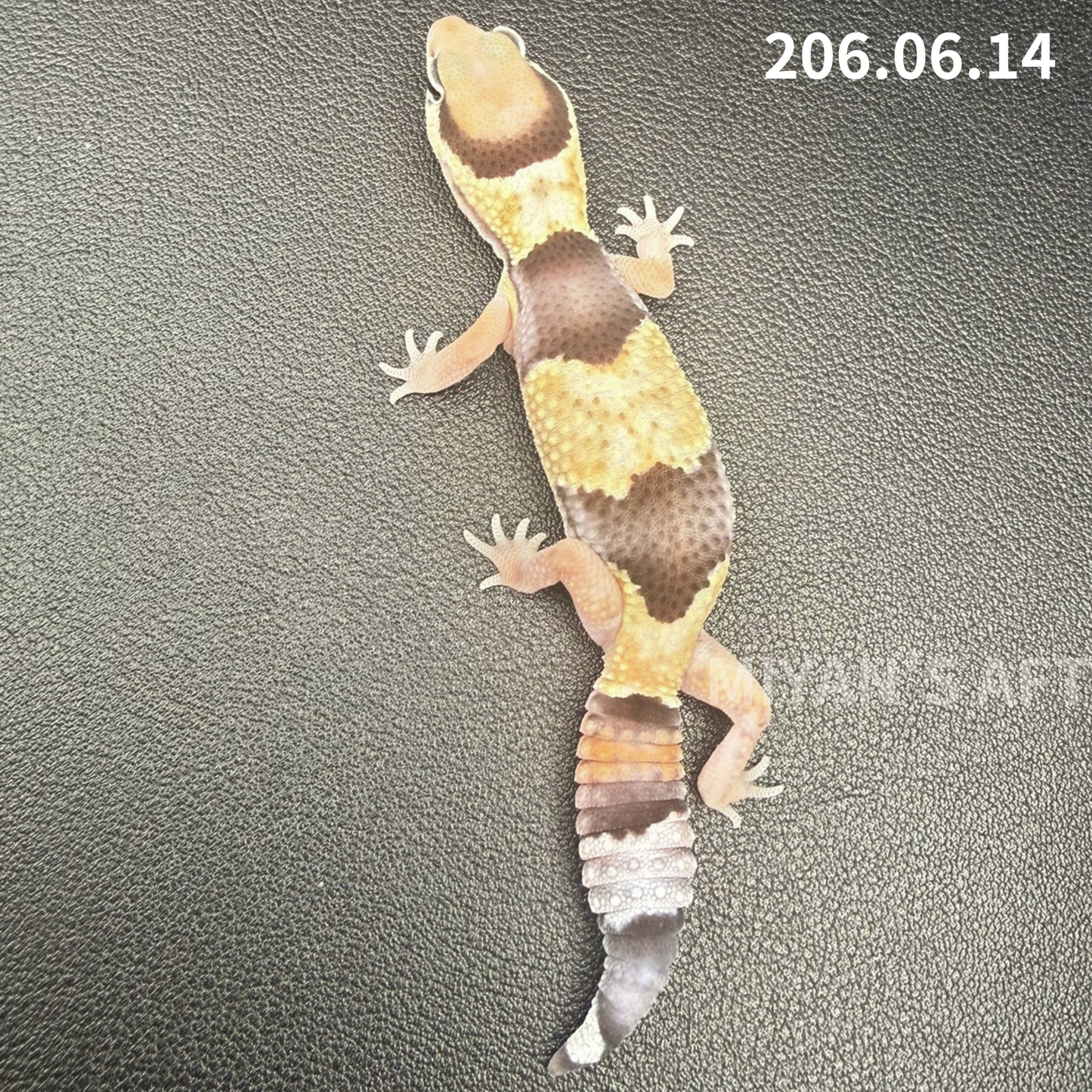 MA-0086　ノーマル het アメル キャラメル　♀