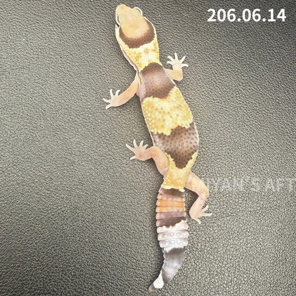 MA-0086　ノーマル het アメル キャラメル　♀