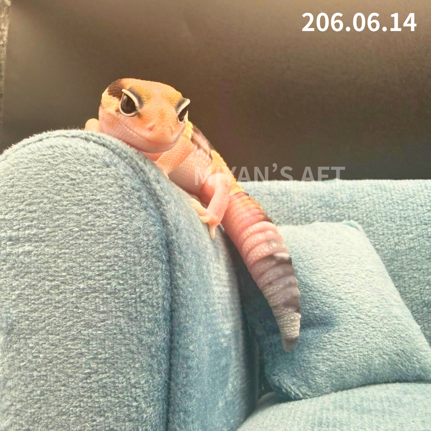 MA-0086　ノーマル het アメル キャラメル　♀