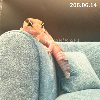 MA-0086　ノーマル het アメル キャラメル　♀