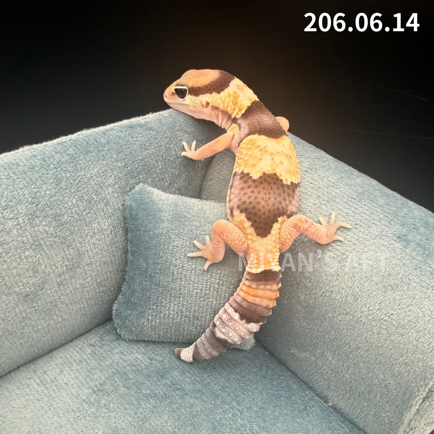 MA-0086　ノーマル het アメル キャラメル　♀